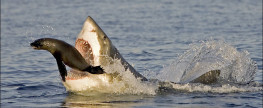The ballistics of SHARK WEEK