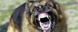 Knockout players are rabid animals that need to be put down