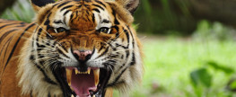 Gun Control: Ensuring tigers can freely maul people to death