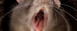 A reason to have a gun at hand when at home: GIANT RATS