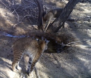 bobcat and coyote