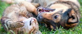 Cat (Bobcat) and Dog (Coyote) Meet At Water Hole